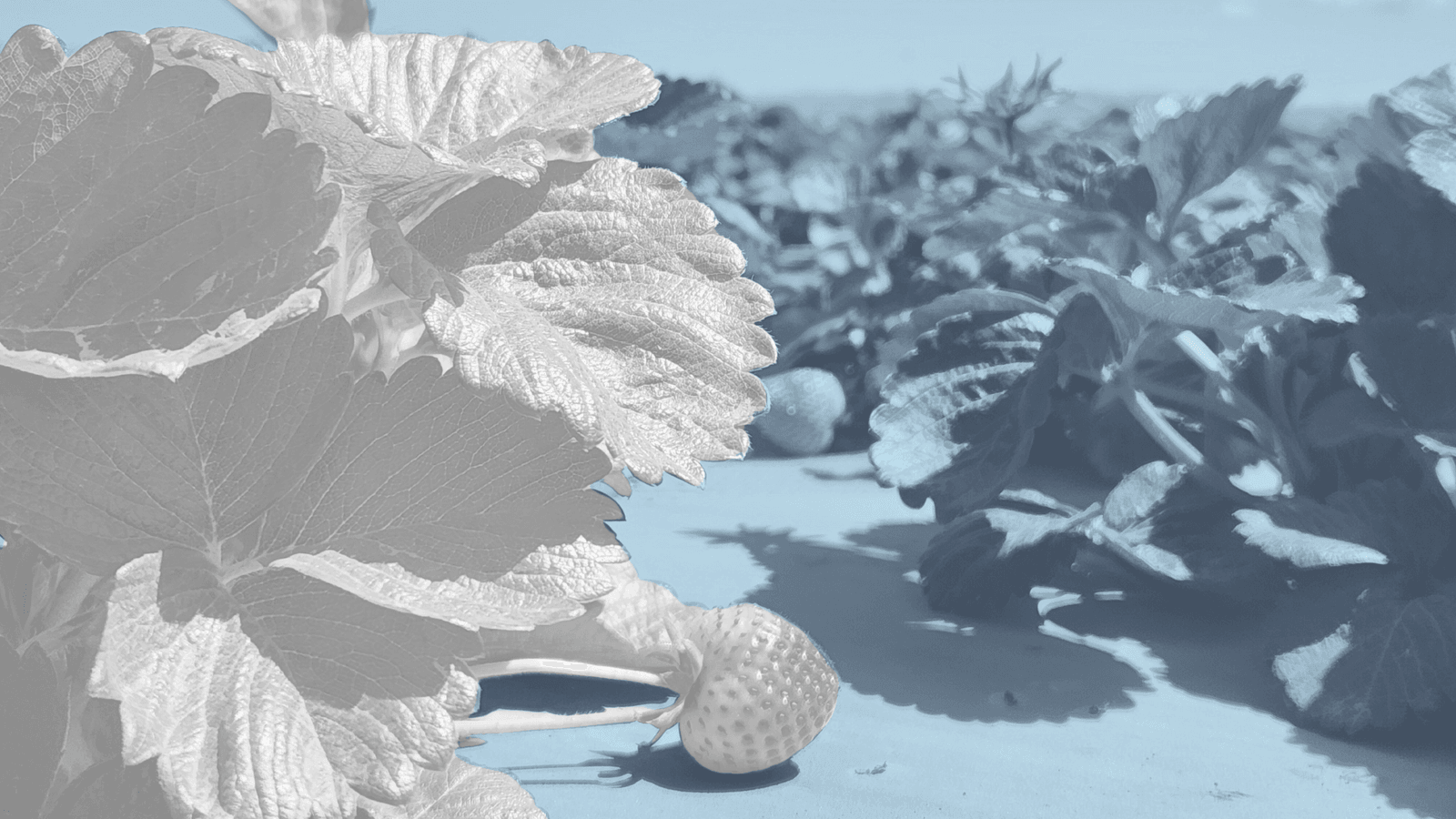BeCrop soil test results for ECO2MIX carbonic acid treatment on strawberries